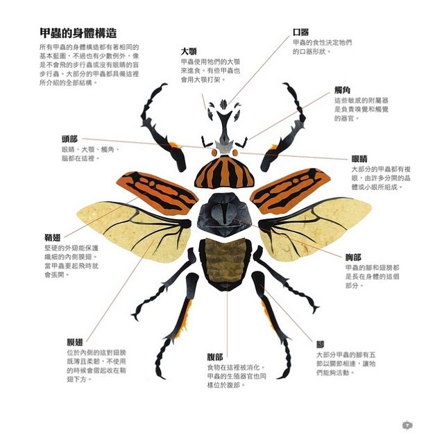 甲蟲之書 金石堂