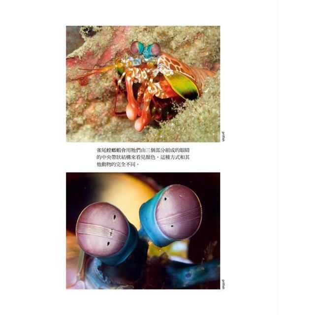 五感之外的世界:認識動物神奇的感知系統,探見人類感官無法觸及的大自然 五感之外的世界:認識動物神奇的感知系統,探見人類感官無法觸及的大自然