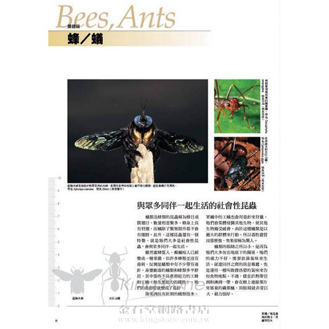 昆蟲顏面圖鑑 昆蟲顏面圖鑑