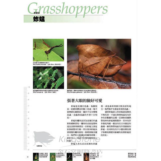 昆蟲顏面圖鑑 昆蟲顏面圖鑑