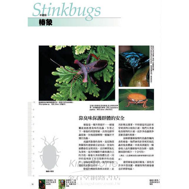 昆蟲顏面圖鑑 昆蟲顏面圖鑑