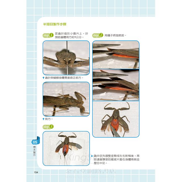 昆蟲 就該這樣養 水棲篇 金石堂自然科普