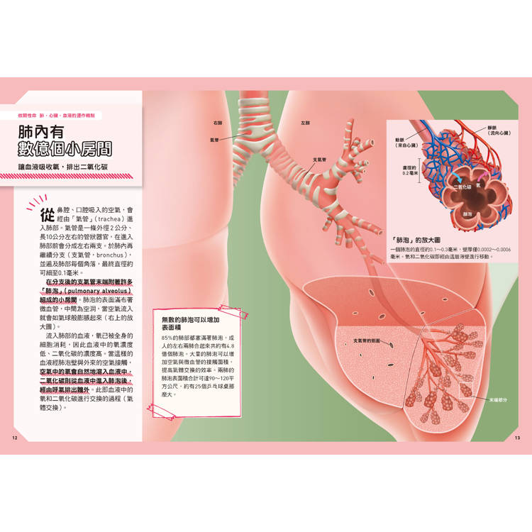 人體:從多種小知識更加瞭解自己的身體!  新觀念伽利略11 人體:從多種小知識更加瞭解自己的身體!  新觀念伽利略11