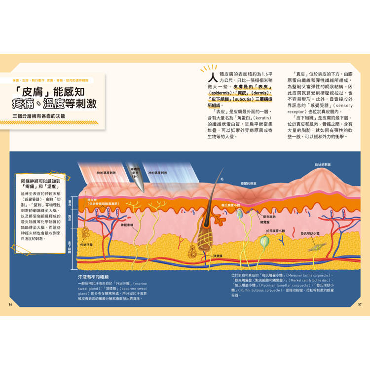 人體:從多種小知識更加瞭解自己的身體!  新觀念伽利略11 人體:從多種小知識更加瞭解自己的身體!  新觀念伽利略11