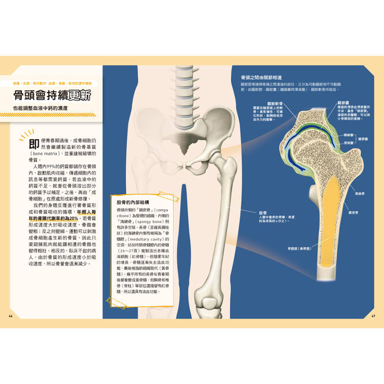 人體:從多種小知識更加瞭解自己的身體!  新觀念伽利略11 人體:從多種小知識更加瞭解自己的身體!  新觀念伽利略11