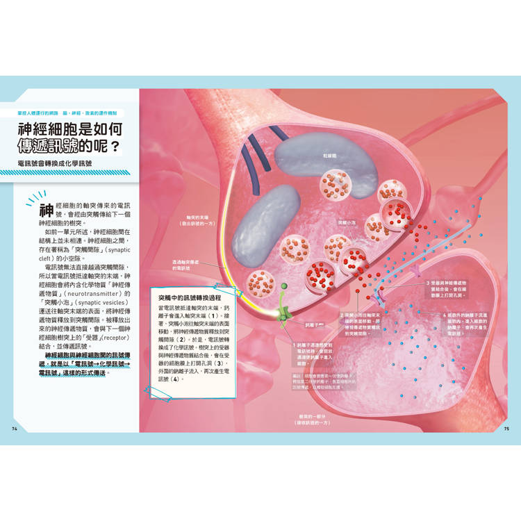 人體:從多種小知識更加瞭解自己的身體!  新觀念伽利略11 人體:從多種小知識更加瞭解自己的身體!  新觀念伽利略11