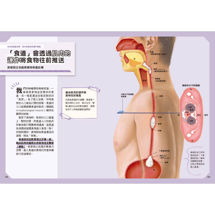 人體:從多種小知識更加瞭解自己的身體!  新觀念伽利略11 人體:從多種小知識更加瞭解自己的身體!  新觀念伽利略11
