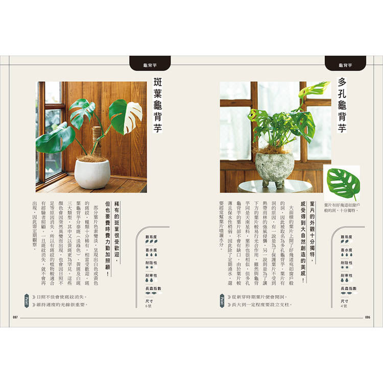 今天起,和植物一起生活:寫給想用綠意佈置家的你!36種耐陰好種、少蟲害、新手友善的室內觀葉提案 今天起,和植物一起生活:寫給想用綠意佈置家的你!36種耐陰好種、少蟲害、新手友善的室內觀葉提案