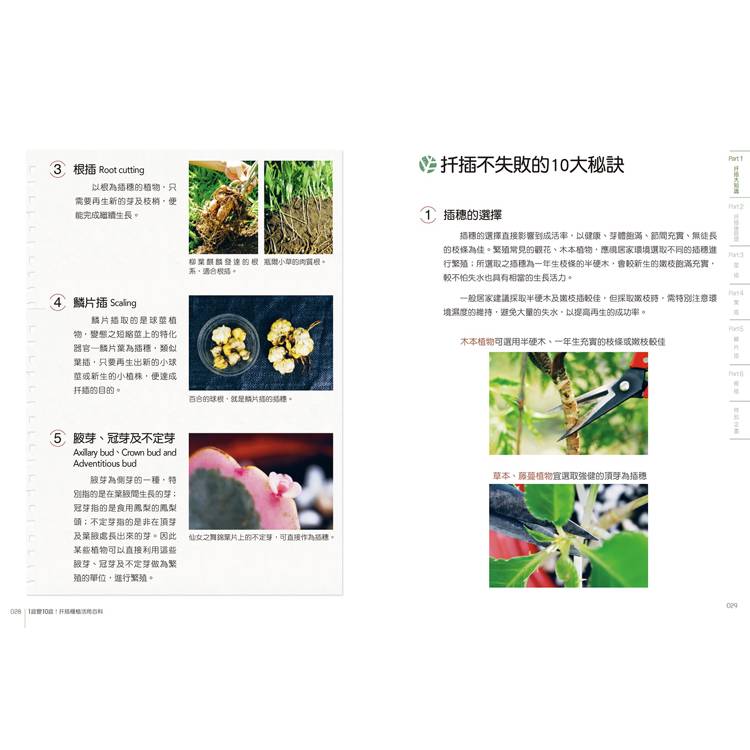 1盆變10盆:扦插種植活用百科(2024年暢銷改版) 1盆變10盆:扦插種植活用百科(2024年暢銷改版)