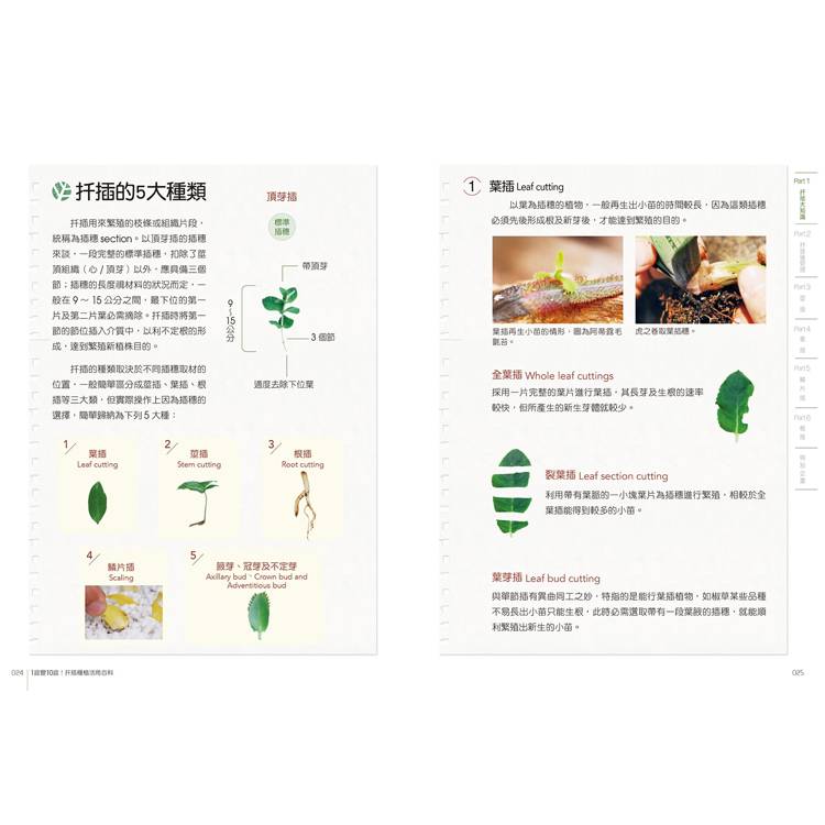 1盆變10盆:扦插種植活用百科(2024年暢銷改版) 1盆變10盆:扦插種植活用百科(2024年暢銷改版)