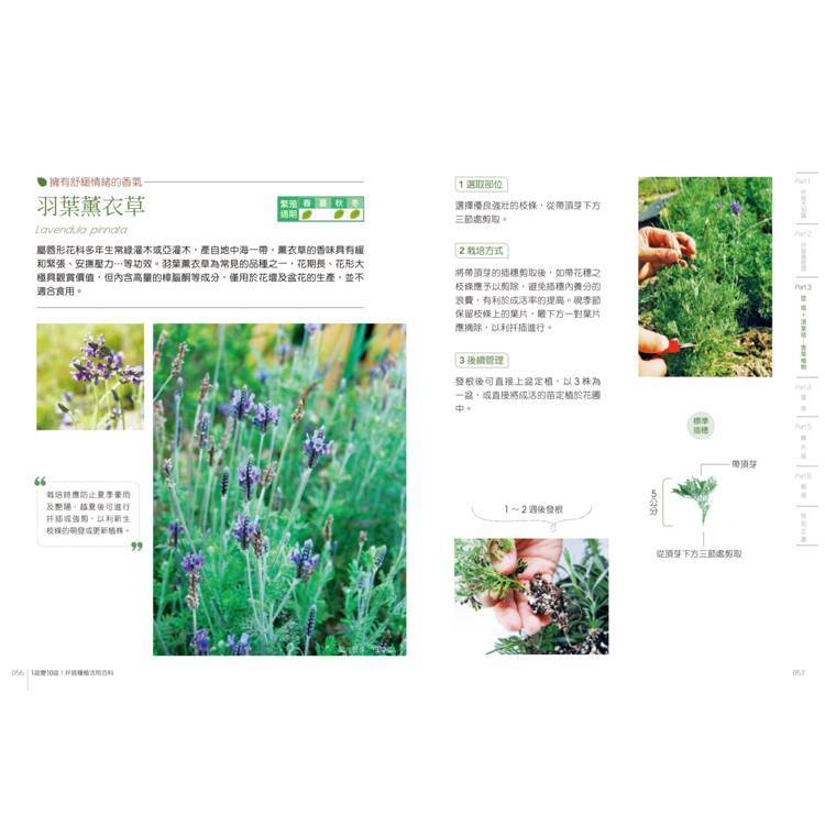 1盆變10盆:扦插種植活用百科(2024年暢銷改版) 1盆變10盆:扦插種植活用百科(2024年暢銷改版)
