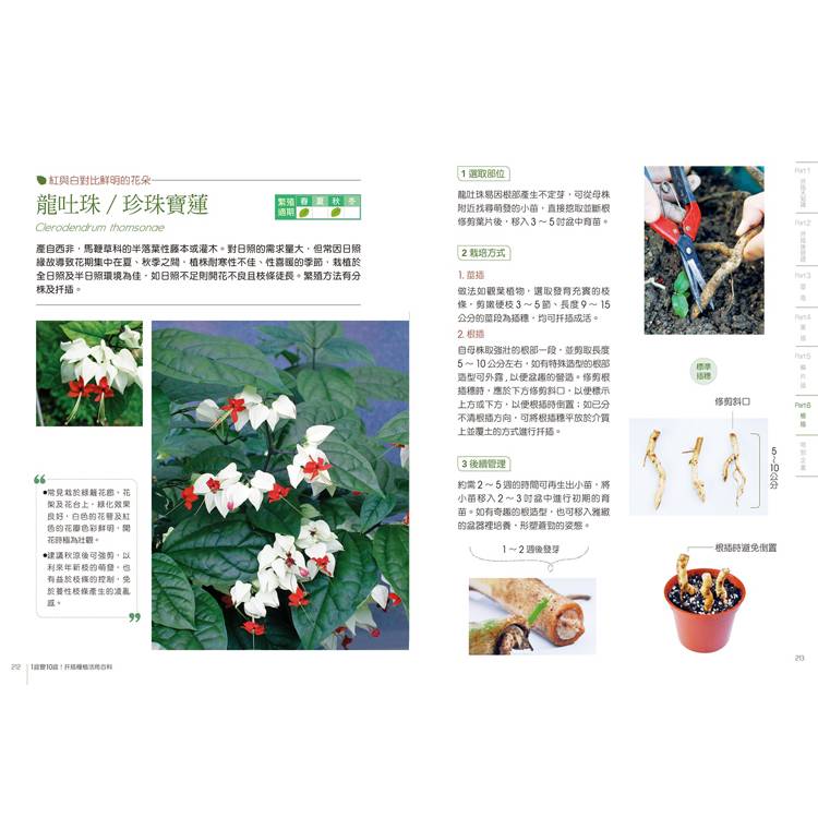 1盆變10盆:扦插種植活用百科(2024年暢銷改版) 1盆變10盆:扦插種植活用百科(2024年暢銷改版)