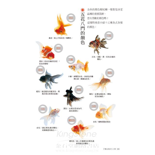 金魚要這樣養 金石堂