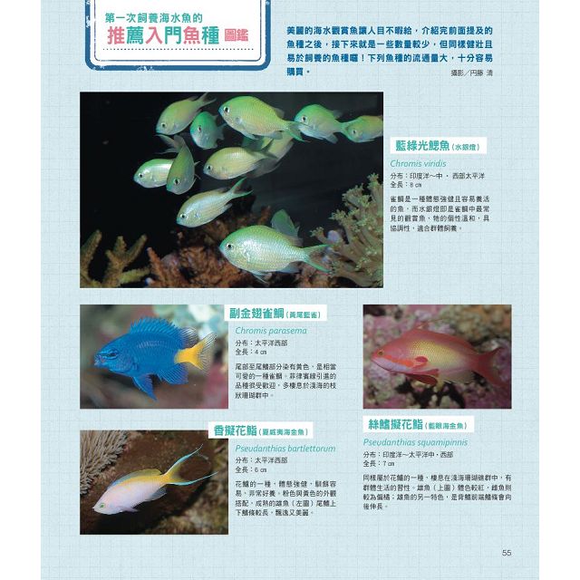 給新手的海水魚飼養指南 金石堂