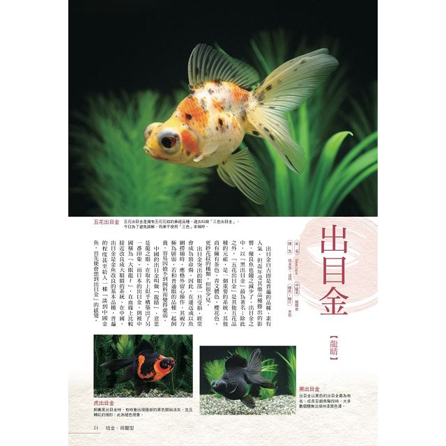 給新手的金魚鑑賞ｘ飼養指南 金石堂