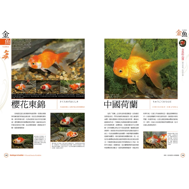 錦鯉 金魚鑑賞 飼養圖鑑 沒有庭院 水池也ok 近距離感受象徵吉祥幸福的傳統觀賞魚之美 金石堂自然科普