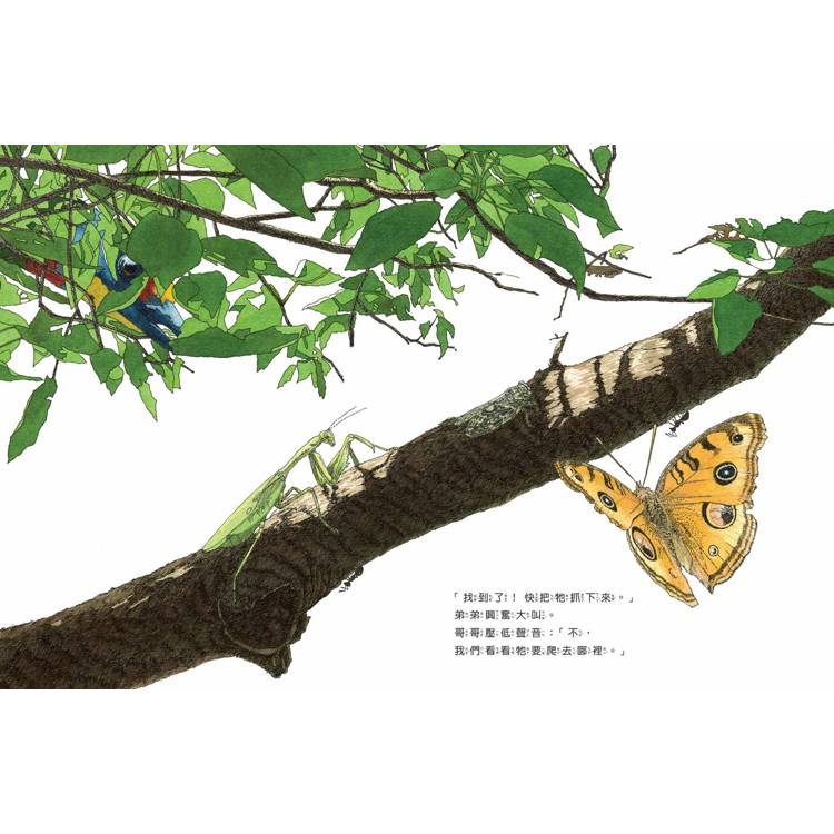 遇見五色鳥:探查育雛保衛戰的林間散步 遇見五色鳥:探查育雛保衛戰的林間散步