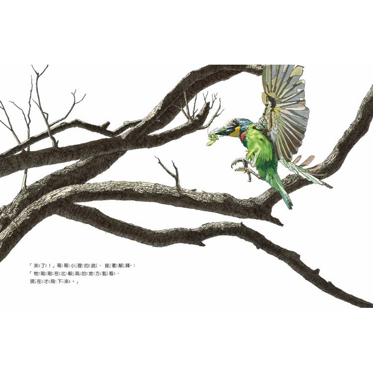 遇見五色鳥:探查育雛保衛戰的林間散步 遇見五色鳥:探查育雛保衛戰的林間散步