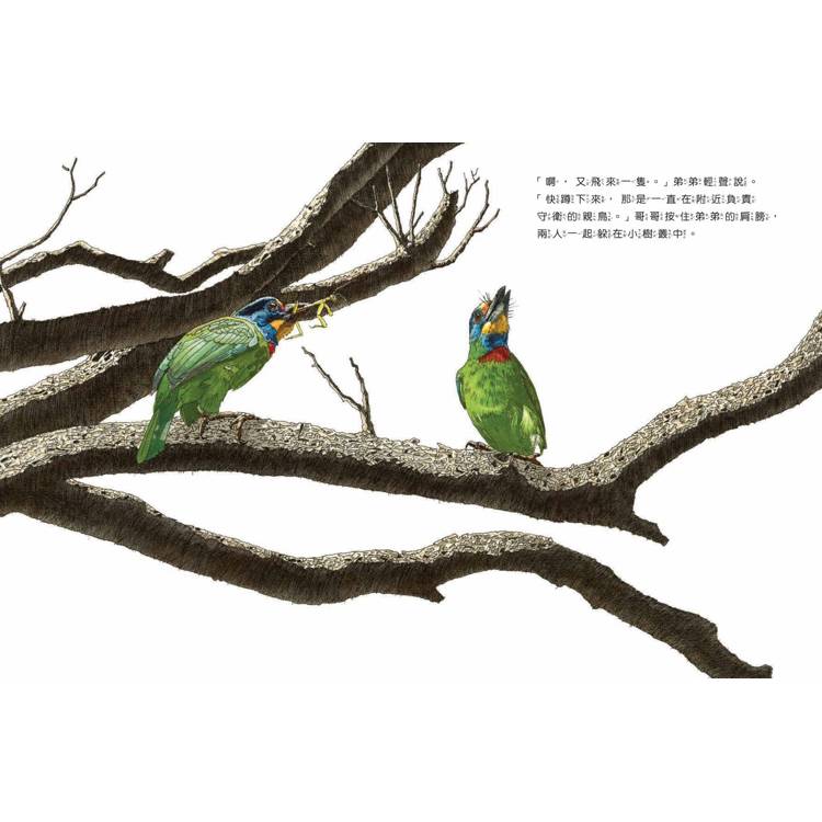 遇見五色鳥:探查育雛保衛戰的林間散步 遇見五色鳥:探查育雛保衛戰的林間散步
