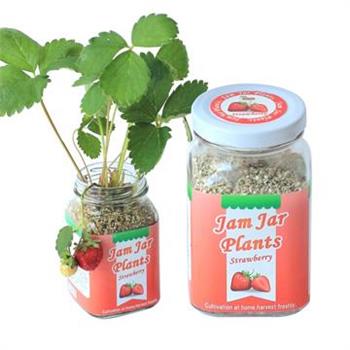 【迎光】Jam Jar Plants小植栽－迷你草莓【金石堂、博客來熱銷】