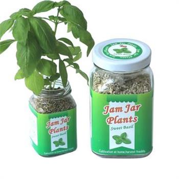 【迎光】Jam Jar Plants小植栽－甜羅勒【金石堂、博客來熱銷】