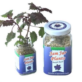 【迎光】Jam Jar Plants小植栽－紫蘇【金石堂、博客來熱銷】
