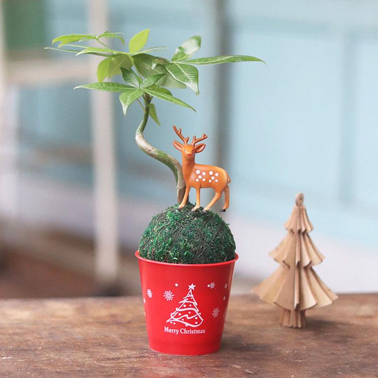 【迎光】耶誕麋鹿綠苔球－發財樹