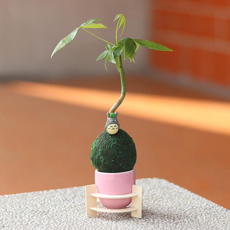 【迎光】龍貓綠苔球－發財樹
