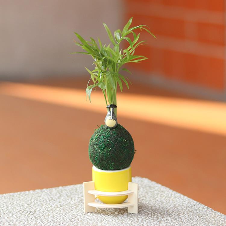 【迎光】龍貓綠苔球－袖珍椰子