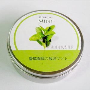香草栽培罐Ⅱ－ 香薄荷