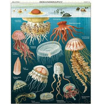 美國 Cavallini 1000片拼圖 水母 Jellyfish【金石堂、博客來熱銷】