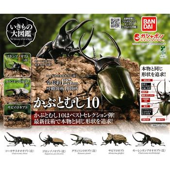 全套5款 生物大圖鑑 獨角仙 10 扭蛋 轉蛋 高卡薩斯南洋大兜蟲 五角大兜蟲 BANDAI 萬代