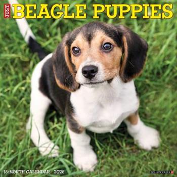 Beagle Puppies 2026 12 X 12 Wall Calendar