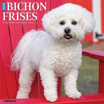 Bichon Frises 2026 12 X 12 Wall Calendar