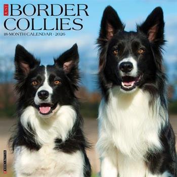 Border Collies 2026 12 X 12 Wall Calendar