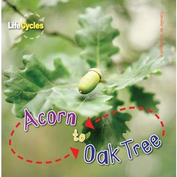 Acorn to Oak Tree