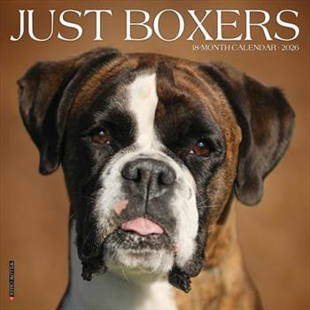 Boxers 2026 12 X 12 Wall Calendar
