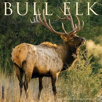 Bull Elk 2026 12 X 12 Wall Calendar