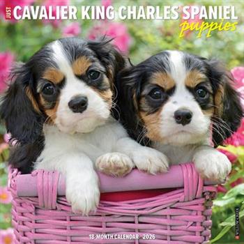Cavalier King Charles Spaniel Puppies 2026 12 X 12 Wall Calendar