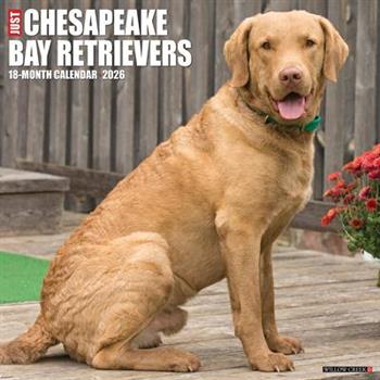 Chesapeake Bay Retrievers 2026 12 X 12 Wall Calendar