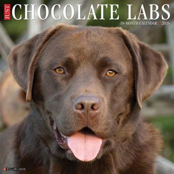 Chocolate Labs 2026 12 X 12 Wall Calendar