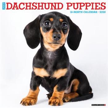 Dachshund Puppies 2026 12 X 12 Wall Calendar
