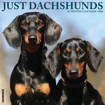 Dachshunds 2026 12 X 12 Wall Calendar