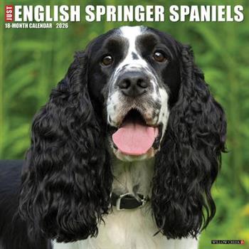 English Springer Spaniels 2026 12 X 12 Wall Calendar