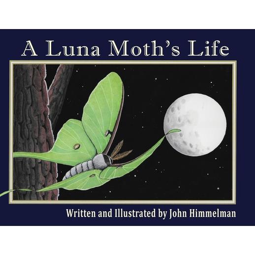 A Luna Moth’s Life