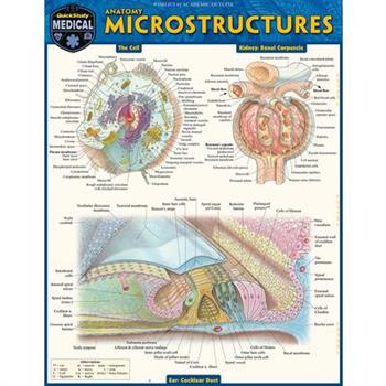 Anatomy Microstructures