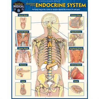 Anatomy of the Endocrine System