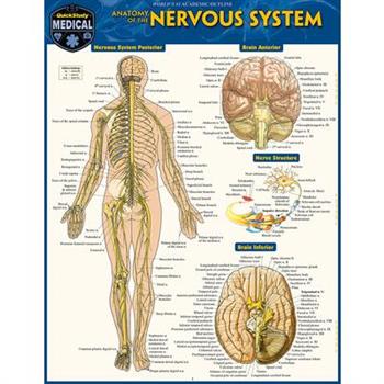 Anatomy of the Nervous System