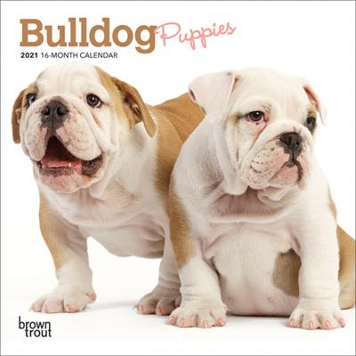 Bulldog Puppies 2021 Mini 7x7