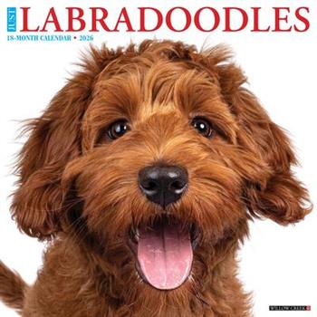 Labradoodles 2026 12 X 12 Wall Calendar